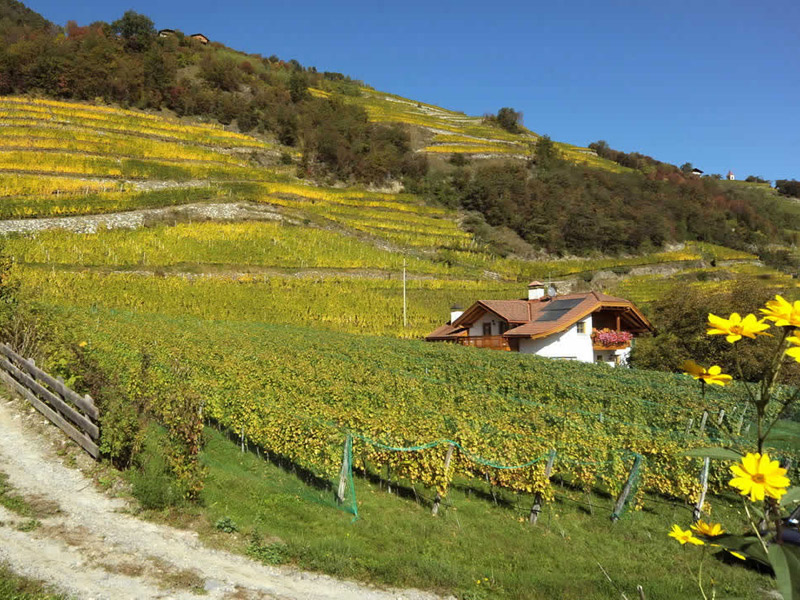 weingut taschlerhof