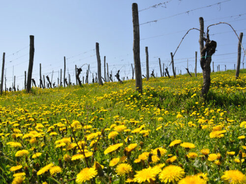 weinberge