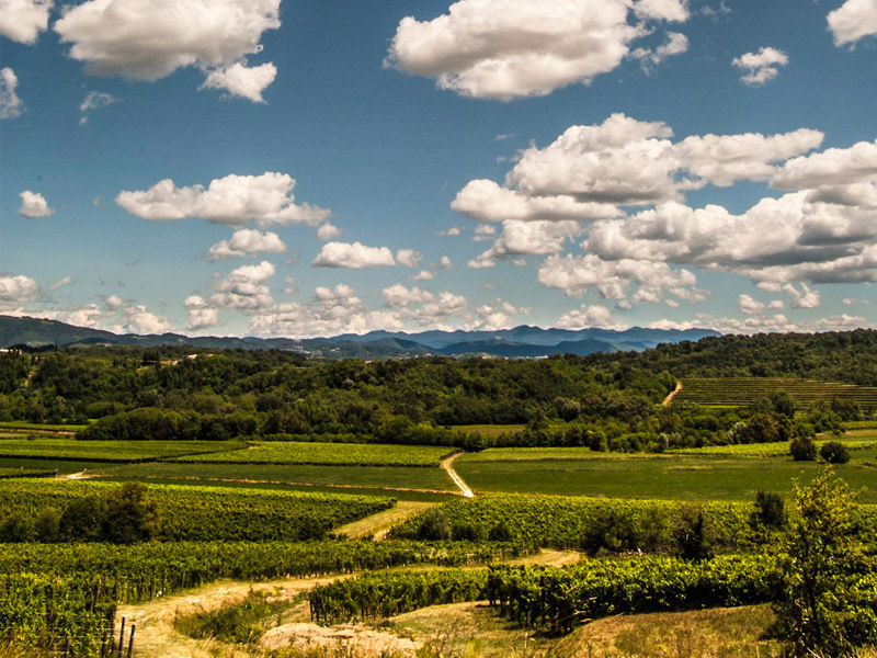 gigante weingut